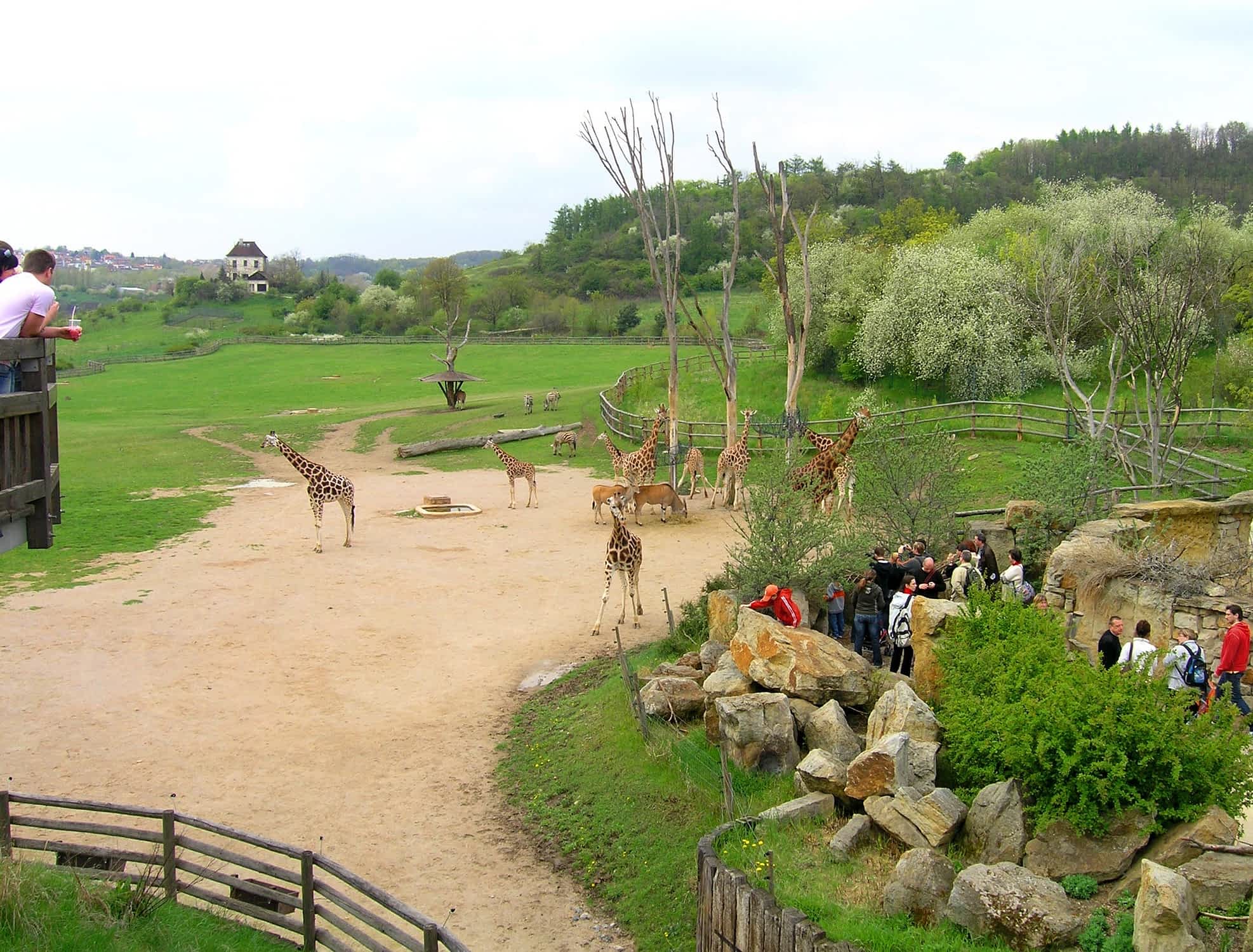 Giraffe exposition is one of the most visited part of the Prague Zoo